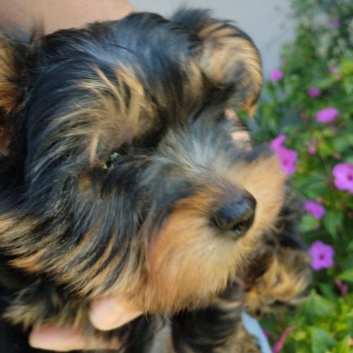 Magnifique chiot yorkshire #3