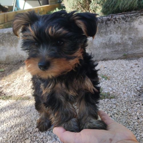 Magnifique chiot yorkshire