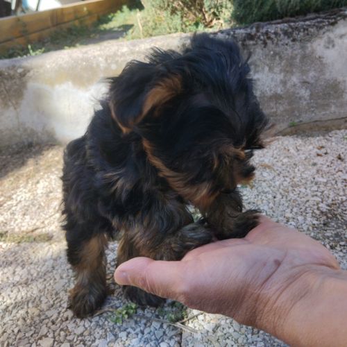 Magnifique chiot yorkshire #5