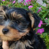 Magnifique chiot yorkshire #1