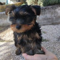 Magnifique chiot yorkshire #0