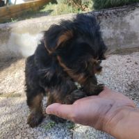 Magnifique chiot yorkshire #5