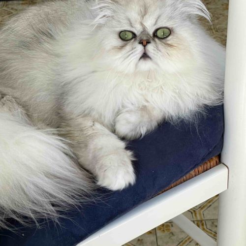 Chat adulte  pesan loof #3