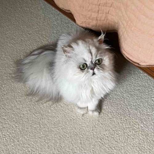Chat adulte  pesan loof #4