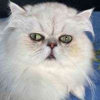 Chat adulte  pesan loof
