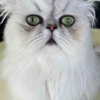 Chat adulte  pesan loof #2