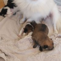 Spitz nain #3