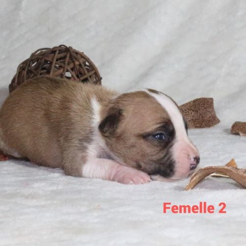 Chiots staffordshire terrier americain lof #1