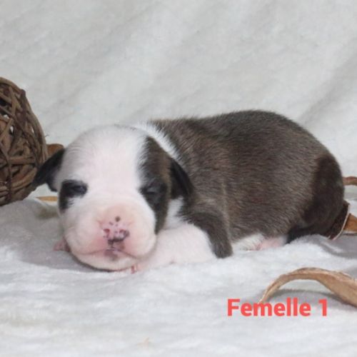 Chiots staffordshire terrier americain lof #2