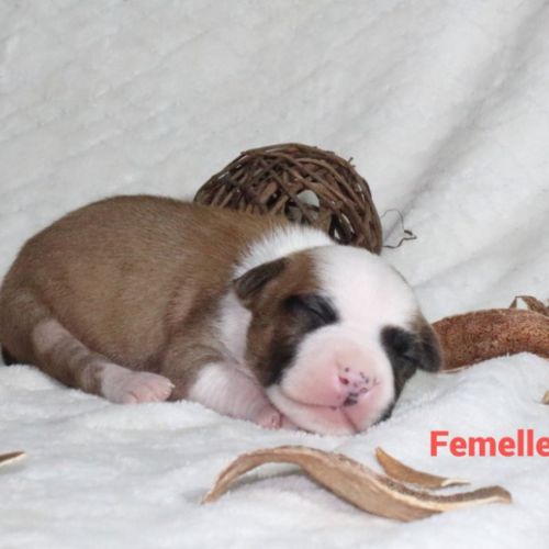 Chiots staffordshire terrier americain lof #3