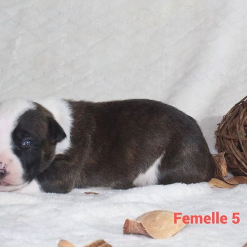 Chiots staffordshire terrier americain lof #5