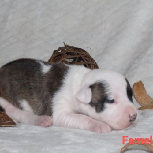 Chiots staffordshire terrier americain lof #6