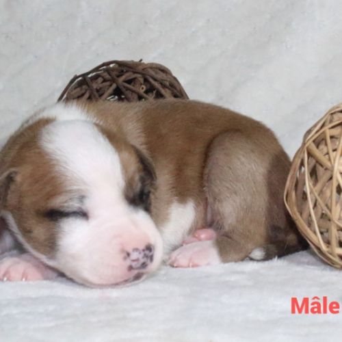 Chiots staffordshire terrier americain lof