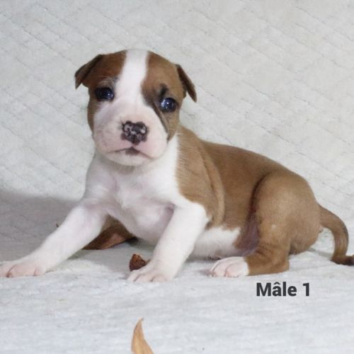 Chiots staffordshire terrier americain lof