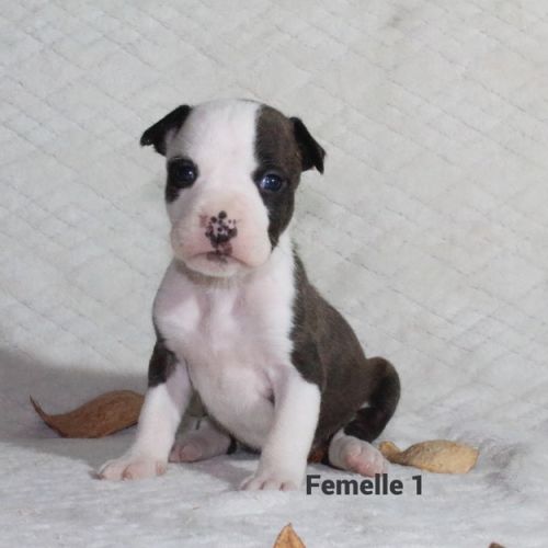 Chiots staffordshire terrier americain lof