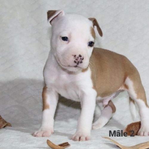 Chiots staffordshire terrier americain lof