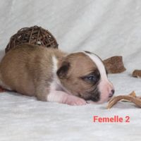 Chiots staffordshire terrier americain lof #1