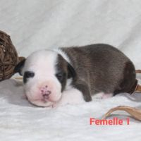 Chiots staffordshire terrier americain lof #2