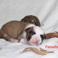 Chiots staffordshire terrier americain lof #3