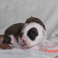 Chiots staffordshire terrier americain lof #4