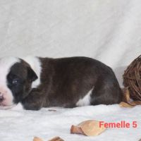 Chiots staffordshire terrier americain lof #5
