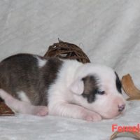 Chiots staffordshire terrier americain lof #6