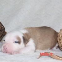 Chiots staffordshire terrier americain lof #8