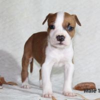Chiots staffordshire terrier americain lof