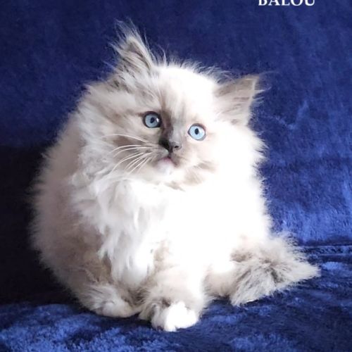 Chaton ragdoll loof non stérilisé #0