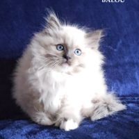 Chaton ragdoll loof non stérilisé