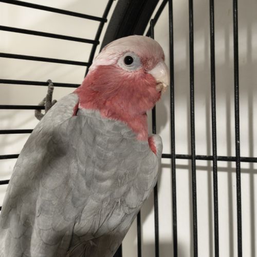 À vendre cacatoès rosalbin #1
