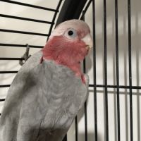 À vendre cacatoès rosalbin #1