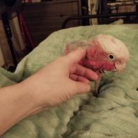 À vendre cacatoès rosalbin