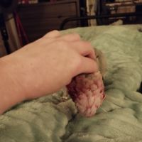 À vendre cacatoès rosalbin #3