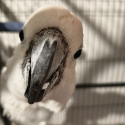 À vendre cacatoès alba mâle #1