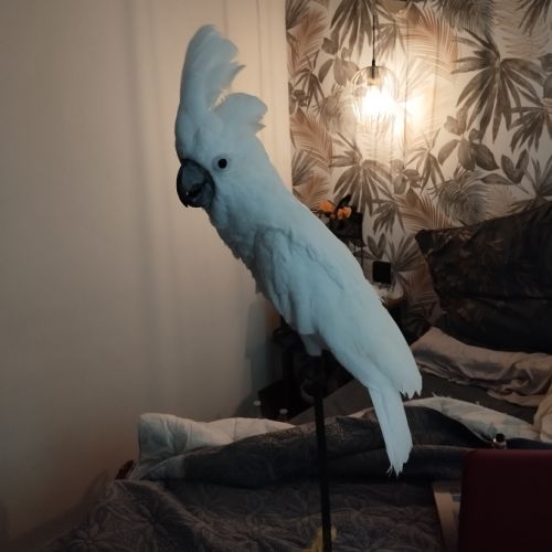 À vendre cacatoès alba mâle #3