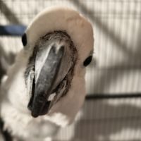 À vendre cacatoès alba mâle #1