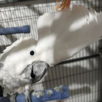 À vendre cacatoès alba mâle #2
