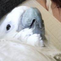 À vendre cacatoès alba mâle