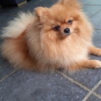 Tiago adorable spitz recherche famille aimante