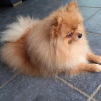 Tiago adorable spitz recherche famille aimante #2