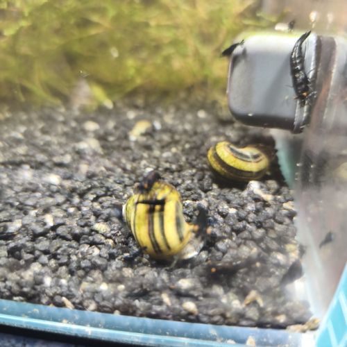 Crevettes bleues oe #1