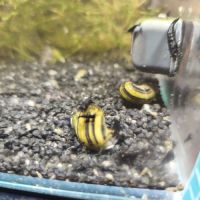 Crevettes bleues oe #1