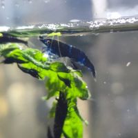 Crevettes bleues oe