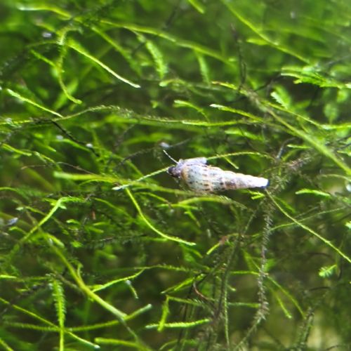 Melanoïdes tuberculata #0