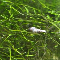 Melanoïdes tuberculata