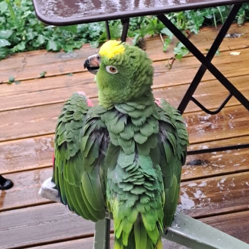 Amazone a front jaune