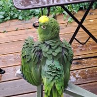 Amazone a front jaune #0