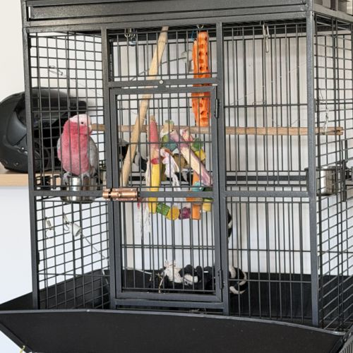 Perroquet cacatoès rosalbin mâle #0