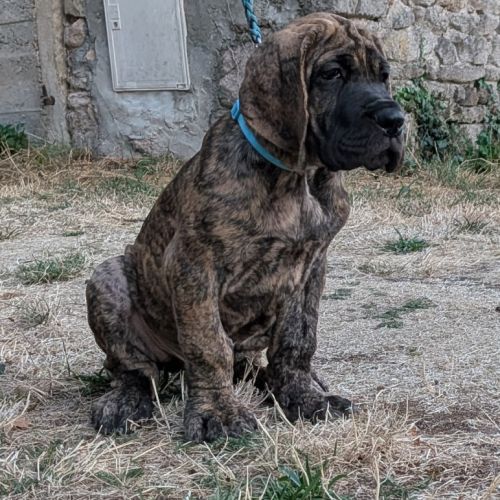 Chiot dogue allemand #1